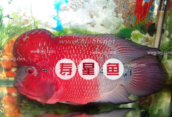 【壽星魚(yú)】壽星魚(yú)圖片_價(jià)格_壽星魚(yú)