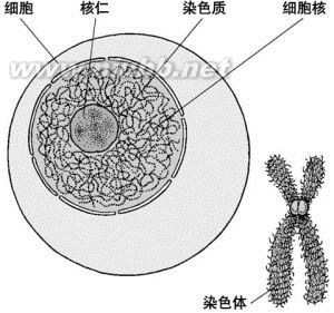 先天性卵巢發(fā)育不全：先天性卵巢發(fā)育不全-概述，先天性卵巢發(fā)育不全-簡介_特納綜合征