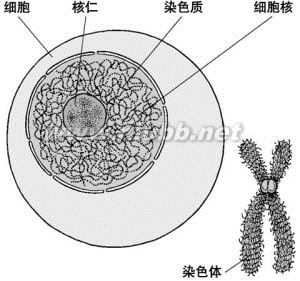 先天性卵巢發(fā)育不全：先天性卵巢發(fā)育不全-概述，先天性卵巢發(fā)育不全-簡介_特納綜合癥